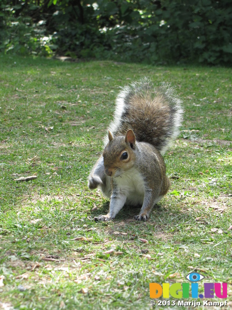 SX26894 Squirrel itching